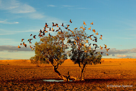 Un dragón marino y otras sugerentes imágenes ganadoras del certamen Australian Geographic Nature Photographer of the Year 2021