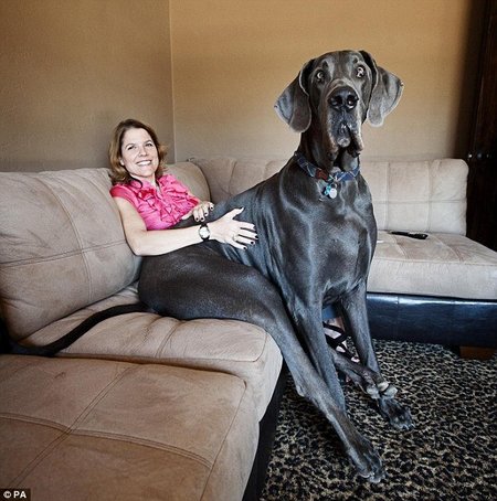 George: el perro gigante