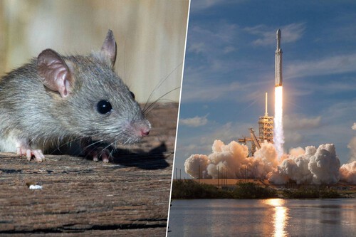 Ratos, moscas, células e plantas vão orbitar a Terra para cientistas estudarem os efeitos da radiação cósmica e da microgravidade | Imagem: SpaceX Joshua J. Cotten