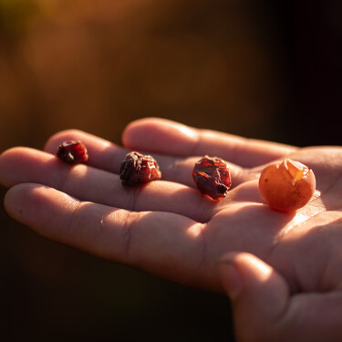 La vendimia más larga del mundo: así recogen la uva las mujeres de Tokaj (Hungría), cuna de uno de los más famosos vinos dulces 