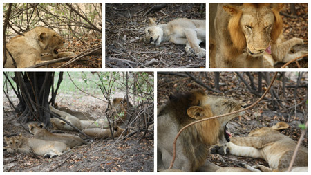 grupo-leones-dormitando