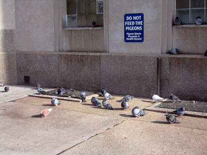 Dar de comer a las palomas en New York... 1.000 $