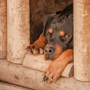 Ansiedad por separación: los perros son los otros grandes perjudicados por la vuelta al trabajo presencial 