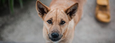 ¿Debo identificar con microchip a mi animal de compañía? Así quedan las obligaciones con la nueva Ley de Bienestar Animal 