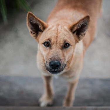 ¿Debo identificar con microchip a mi animal de compañía? Así quedan las obligaciones con la nueva Ley de Bienestar Animal 