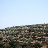 España siempre ha presumido de ser la potencia del aceite de oliva: la realidad es que el 75% del olivar ya produce a pérdidas