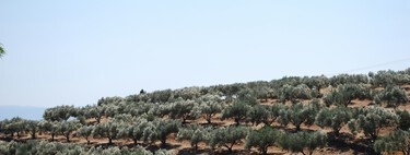 España siempre ha presumido de ser la potencia del aceite de oliva: la realidad es que el 75% del olivar ya produce a pérdidas