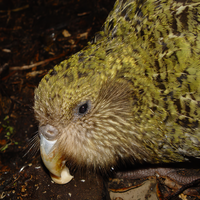 Este loro es tan grande que no puede volar y los científicos recurrieron a la inseminación artificial para evitar su extinción
