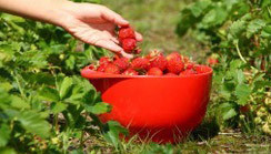 fresas