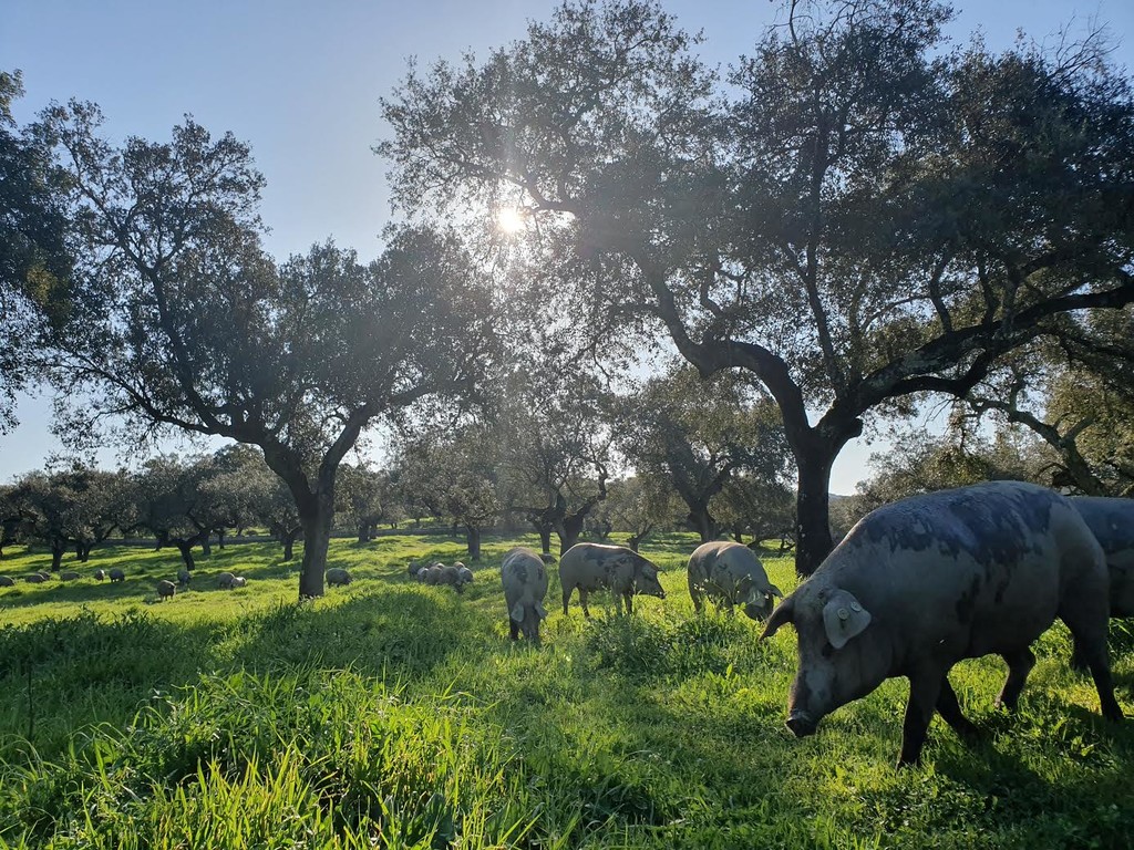 De montanera en tierras de Joselito: el Pig Data y cómo el jamón ibérico de lujo puede salvar el campo español