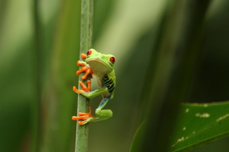 Froggipedia y Boulevard AR: la realidad aumentada es mucho más que una bonita "demo"