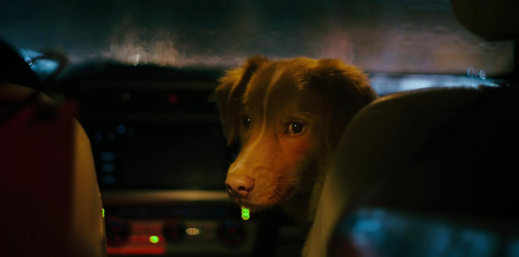 El perro de 'Good Boy' hace historia como el primero en recibir un premio a la mejor interpretación, venciendo a actores como Ethan Hawke o Alison Brie