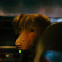 Cuando el mejor actor del año es un perrete. El protagonista de 'Good Boy' logra un récord histórico y supera a estrellas como Ethan Hawke