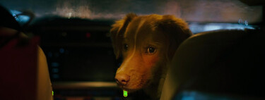 Cuando el mejor actor del año es un perrete. El protagonista de 'Good Boy' logra un récord histórico y supera a estrellas como Ethan Hawke