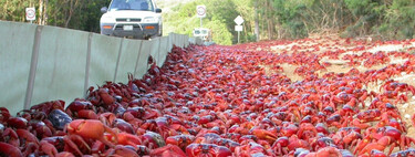 En Isla de Navidad viven 1.500 personas y 120 millones de cangrejos. Para Google, es el sitio ideal para colocar un cable submarino