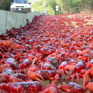 En Isla de Navidad viven 1.500 personas y 120 millones de cangrejos. Para Google, es el sitio ideal para colocar un cable submarino