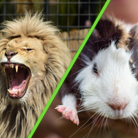 Un zoológico en Dinamarca pidió a la gente que donara sus mascotas para alimentar a sus depredadores y desató la polémica