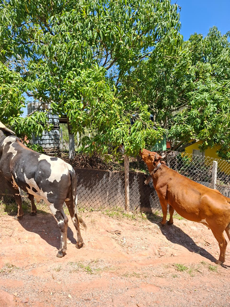Crédito de imagem: Xataka Brasil