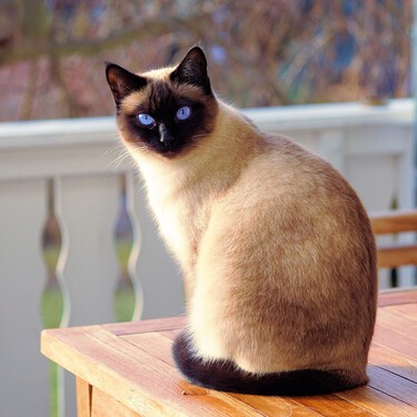 El gato siamés, un felino exótico, maullador y activo que necesita estimulación mental diaria  