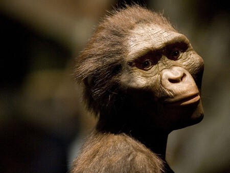 Australopithecus Deyiremeda 2