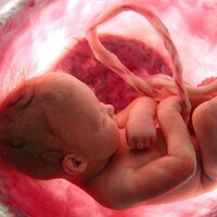 La placenta artificial que podrá salvar a bebés prematuros extremos está cerca de hacerse realidad en España