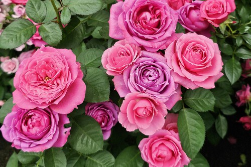 El truco para que tus rosales crezcan fuertes