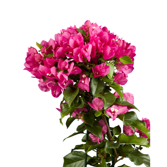 Buganvilla pirámide
