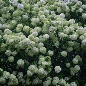 Esta es la planta perenne de flores blancas que parece una hortensia, pero que es más resistente y fácil de cuidar