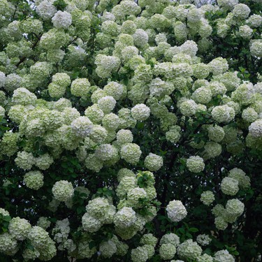 Parece una hortensia, pero es un arbusto perenne más resistente y fácil de cuidar. Tiene flores blancas ideales para llenar el jardín de luz