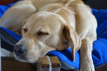 Perro Durmiendo Cama Perros