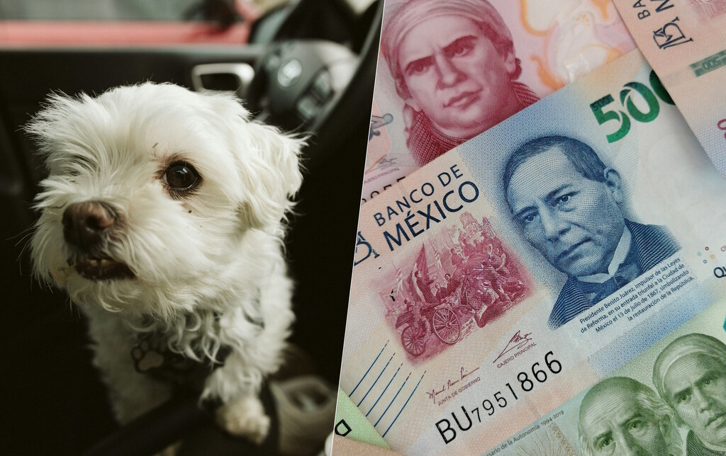 Llevar a tu perro suelto en el coche en CDMX puede salirte muy caro: así puedes transportarlo para evitar sanciones 
