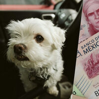 Llevar a tu perro suelto en el coche en CDMX puede salirte muy caro: así puedes transportarlo para evitar sanciones 