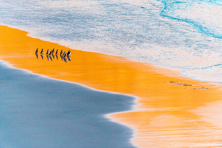 Pingüinos, ardillas, delfines y otros animales “capturados” en las fotografías del concurso Nature Photographer of the Year 2021