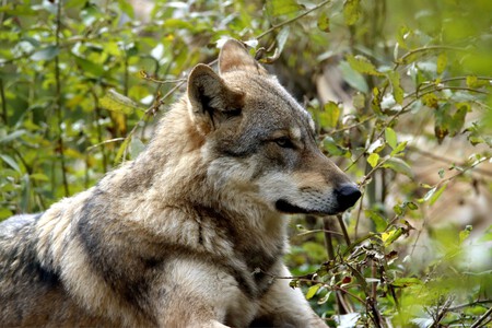 Mexico Aprueba Ley Bienestar Animal Xataka Mexico 6