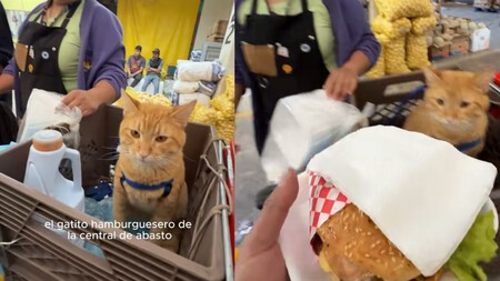 Gato Central De Abasto