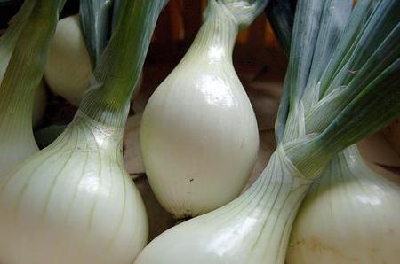 Cebollas