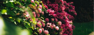 Cinco plantas que hacen que un jardín parezca diseñado por un paisajista (y cómo sacarles partido)
