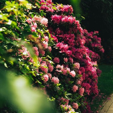Cinco plantas para tener un jardín elegante y sofisticado (y los trucos para conseguir ese efecto) 