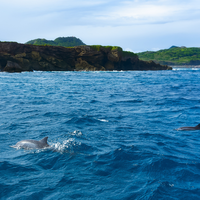 É um dos animais não domésticos mais queridos, mas corre risco de extinção: espécie está vivendo menos por conta de captura acidental durante pesca