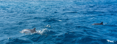 É um dos animais não domésticos mais queridos, mas corre risco de extinção: espécie está vivendo menos por conta de captura acidental durante pesca