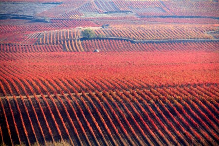 Viñedos otoño La Rioja
