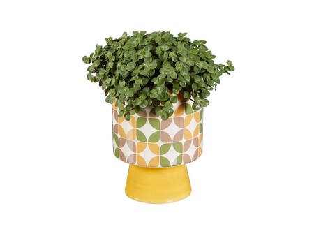 Tradescantia Callisia Zoom 1