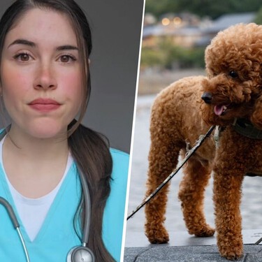 María Vetican, veterinaria, sobre el caniche: "Es muy cariñoso, juguetón e inteligente, pero cuidado con malcriarlo porque puede volverse posesivo o desarrollar ansiedad" 