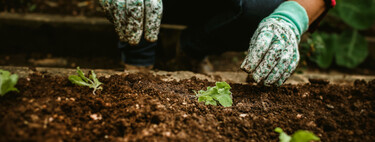 En julio no solo hay que cosechar: qué puedes plantar ya en el huerto para tener verduras en otoño