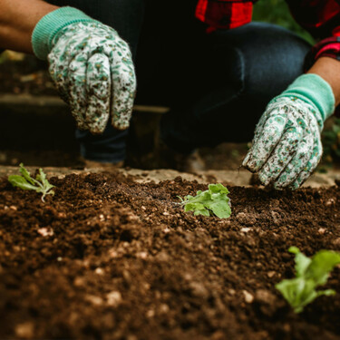 En julio no solo hay que cosechar: qué puedes plantar ya en el huerto para tener verduras en otoño