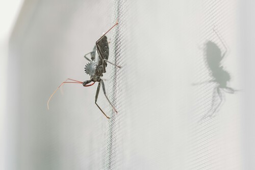 Mosquitera Lidl