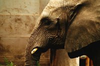 La metáfora del elefante que olvidó su fuerza