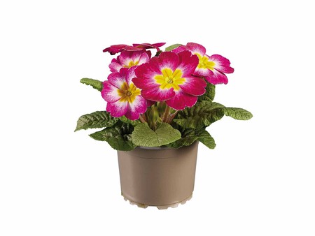 Primula Acaulis Lidl