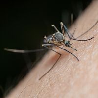 Rubén Bueno, biólogo: "lo que atrae a los mosquitos no es la sangre dulce, sino los compuestos químicos que emitimos" 
