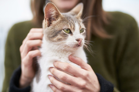 La ciencia detrás de acariciar a tu gato correctamente